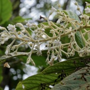 Bertiera rufa. bois de raisin. rubiaceae. endémique Réunion. Bidens (2).jpeg